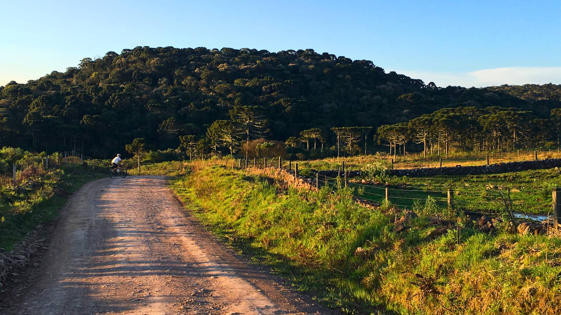 Mata nativa de araucárias na zona rual para ciclistas experientes. 