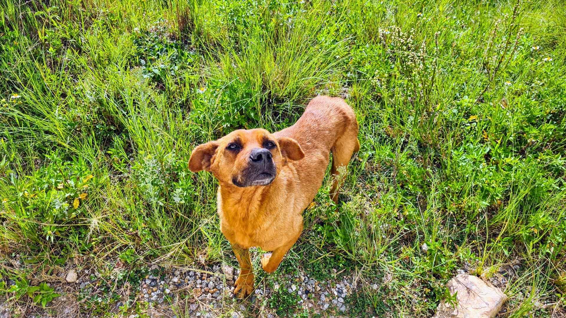O Cicloturismo e o Abandono de Animais: um cão foi abandonado à própria sorte na região de Piraquara (PR) Foto: Ivan Mendes © Lobi Ciclotur O Cicloturismo e o Abandono de Animais: um cão foi abandonado à própria sorte na região de Piraquara (PR)