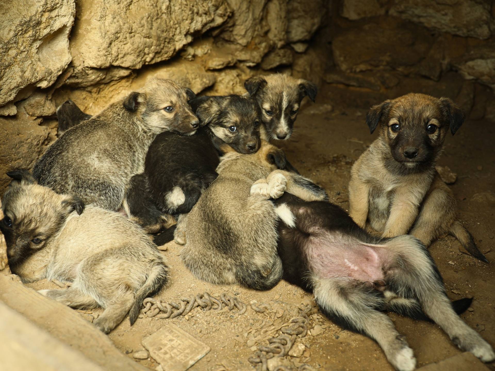 O abandono de animais reflete a crise ética de nossa sociedade. Foto: Ivan Mendes © Lobi Ciclotur Ao descartar cãezinhos como lixo, a sociedade mostra seu distanciamento dos princípios éticos e do verdadeiro valor da vida