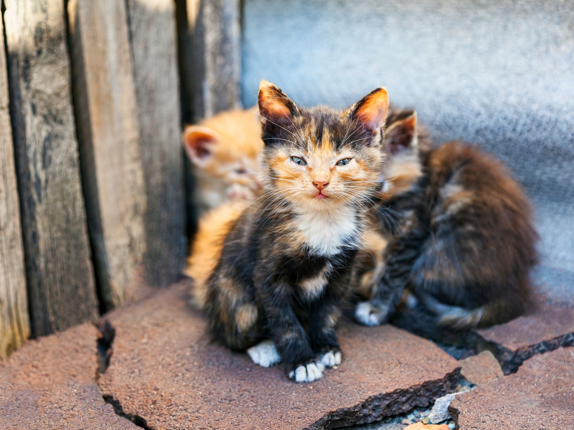 Gatinhos desnutridos são abandonados no trecho de Cicloturismo no Paraná. Gatinhos desnutridos são abandonados no trecho conhecido como "Cicloturismo e o Abandono de Animais"